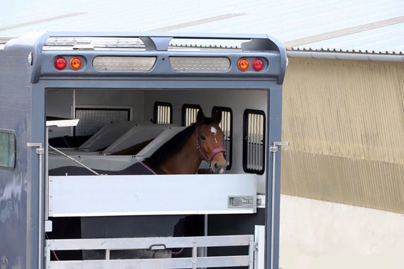 Supporting Your Horse's Health Whilst Travelling